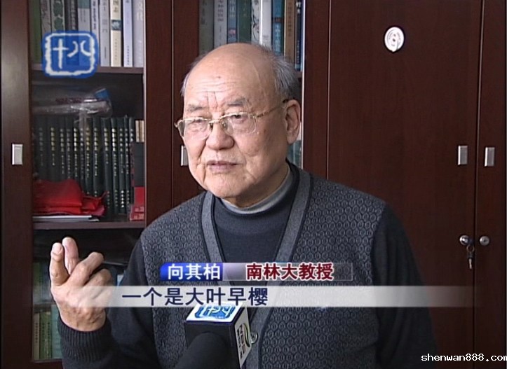 南林樱韵